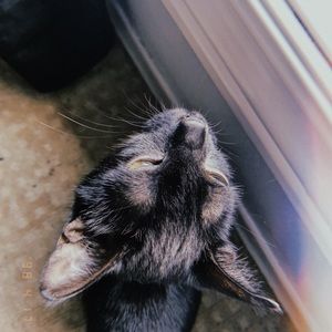 Meet your Posher, Cameron